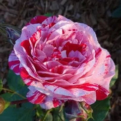 'Variegata di Bologna' Rose Seeds