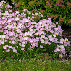 Showy Evening Primrose Seeds