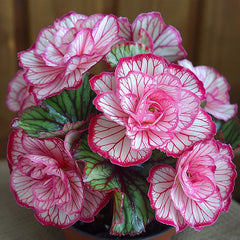 Painted Begonia Seeds