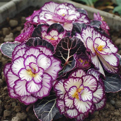 Rare Twin Begonia Seeds