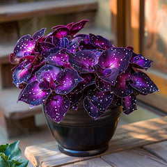 Rare Galaxy Polka Dot Begonia Seeds