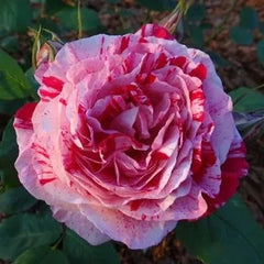 'Variegata di Bologna' Rose Seeds