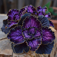 Rare Galaxy Polka Dot Begonia Seeds