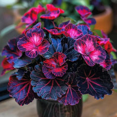 Painted Begonia Seeds