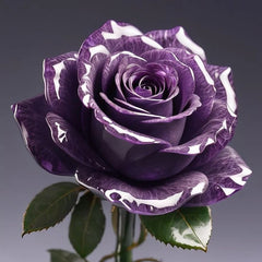 Starlight Mottled Rose Seeds- Rare Multicolor