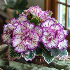 Rare Twin Begonia Seeds