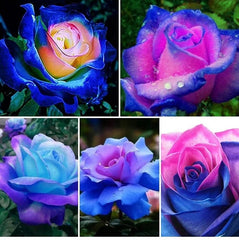 Rare Bag Blue Pink Rose Seeds Scented Plants Flowers