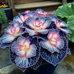 Painted Begonia Seeds