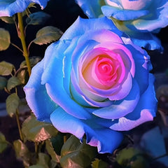 Rare Bag Blue Pink Rose Seeds Scented Plants Flowers
