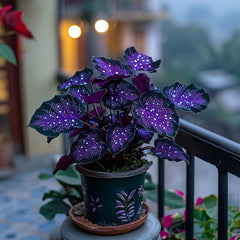 Rare Galaxy Polka Dot Begonia Seeds