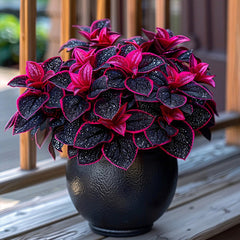 Rare Galaxy Polka Dot Begonia Seeds