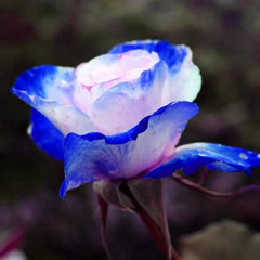 Rare Bag Blue Pink Rose Seeds Scented Plants Flowers