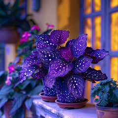 Rare Galaxy Polka Dot Begonia Seeds