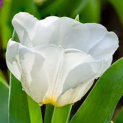 Princess Garden Bulb Collection