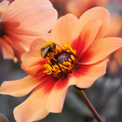 Happy Single First Love Dahlia