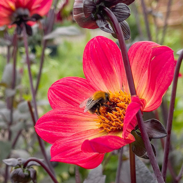 Happy Single Flame Dahlia
