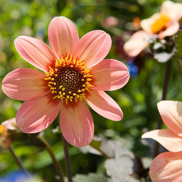 Happy Single Kiss Dahlia