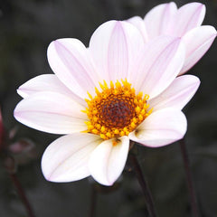 Happy Single Princess Dahlia