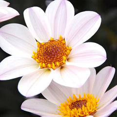 Happy Single Princess Dahlia