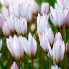 Hilde Wild Tulip