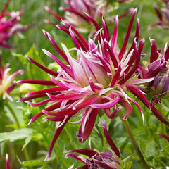 Hollyhill Spider Woman Cactus Dahlia