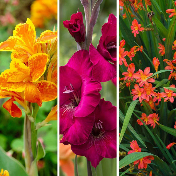 Hot Summer Heights Bulb Collection