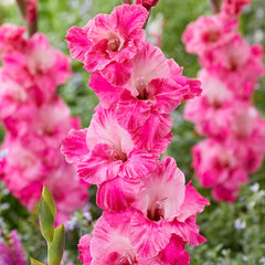 Rainbow Gladiolus Collection