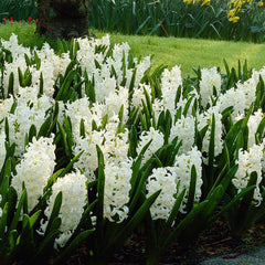 Spring Dawn Hyacinth Bulb Collection