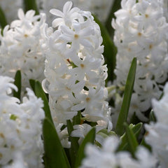 Carnegie Hyacinth