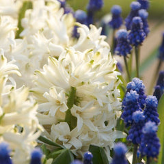 Carnegie Hyacinth