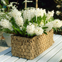Carnegie Hyacinth