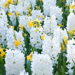 Carnegie Hyacinth