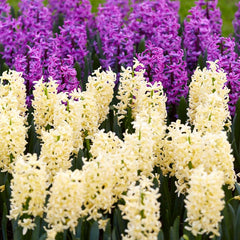 Gipsy Princess Hyacinth