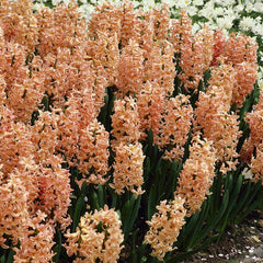 Gipsy Queen Hyacinth