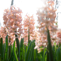Gipsy Queen Hyacinth