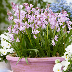 Pink Spanish Bluebells