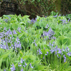 English Bluebells