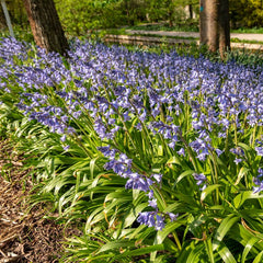 English Bluebells