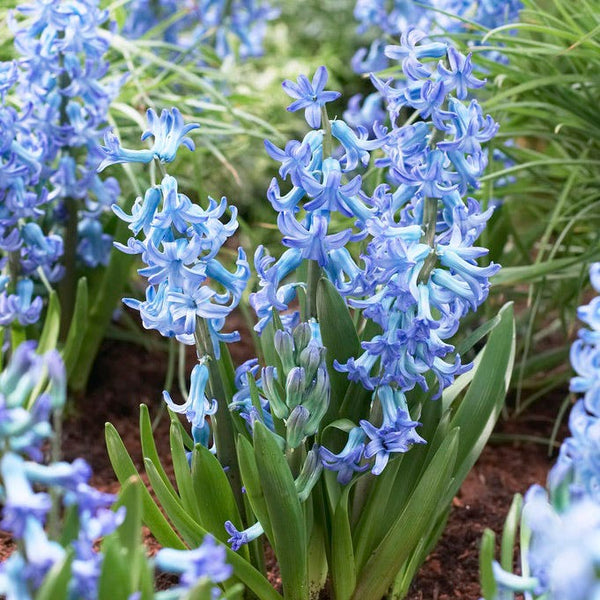 Blue Festival Hyacinth