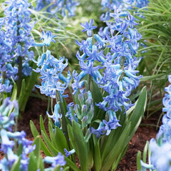 Blue Festival Hyacinth