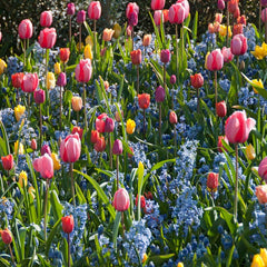 Blue Festival Hyacinth