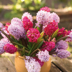 Jan Bos Hyacinth