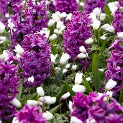 Miss Saigon Hyacinth