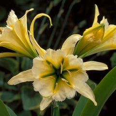 Sulphur Queen Peruvian Daffodil