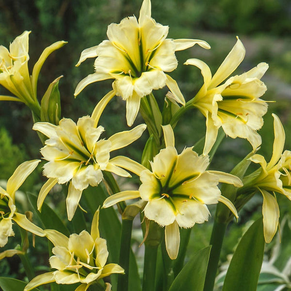 Sulphur Queen Peruvian Daffodil