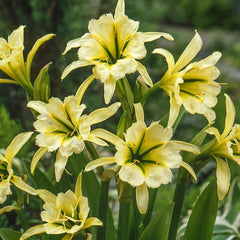 Sulphur Queen Peruvian Daffodil