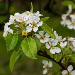 D'Anjou Pear Tree