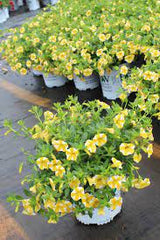 White Yellow Calibrachoa Seeds for Planting – Organic, Heirloom, Non-GMO