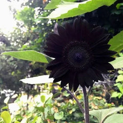 Obsidian Sunflower Seeds