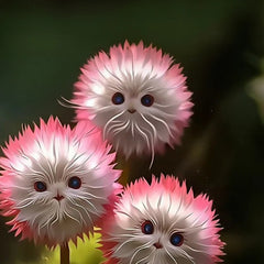 2025 New🔥Red Cat face flower Seeds